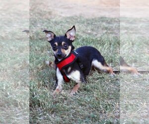 Chihuahua Dogs for adoption in Flower Mound, TX, USA