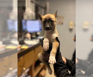 Siberian Husky-Unknown Mix Dogs for adoption in Stockton, CA, USA