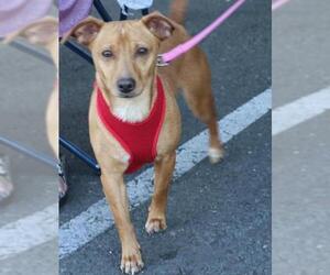 Miniature Pinscher Dogs for adoption in danville, CA, USA
