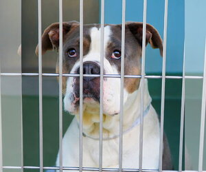 Boxer-Unknown Mix Dogs for adoption in Pasadena, CA, USA