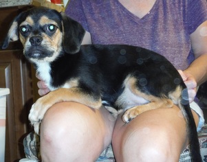 Peagle Dogs for adoption in Commerce, GA, USA