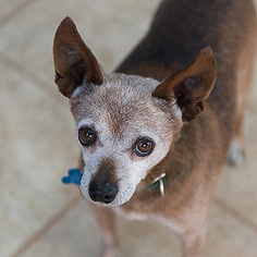 Medium Photo #1 Chihuahua Puppy For Sale in Kanab, UT, USA