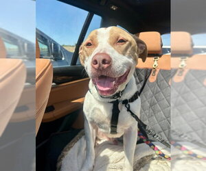 Mutt Dogs for adoption in Brighton, CO, USA