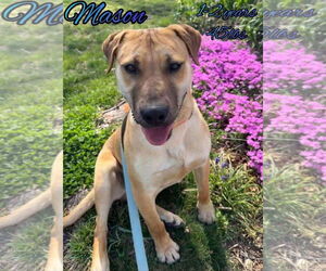 Labrador Retriever-Unknown Mix Dogs for adoption in Woodbury, NY, USA