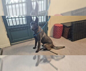 Mutt Dogs for adoption in Pasadena, CA, USA