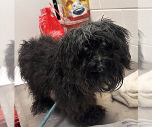 Maltipoo (Toy) Dogs for adoption in Forestville, MD, USA
