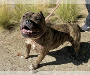 American Bulldog Dogs for adoption in Martinez, CA, USA