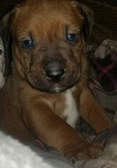 Medium Photo #1 American Pit Bull Terrier-Labrador Retriever Mix Puppy For Sale in Von Ormy, TX, USA