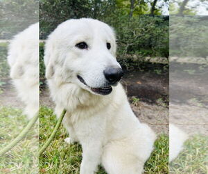 Great Pyrenees Dogs for adoption in Spring, TX, USA