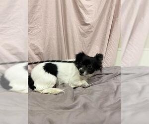Chihuahua Dogs for adoption in Modesto, CA, USA