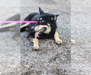 German Shepherd Dog-Unknown Mix Dogs for adoption in El Centro, CA, USA