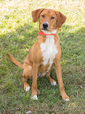 Medium Photo #1 Mutt Puppy For Sale in Alpharetta, GA, USA