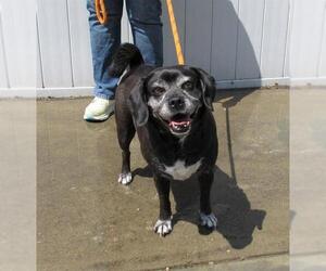 Pug-Unknown Mix Dogs for adoption in Louisville, KY, USA