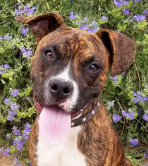Bullboxer Pit Dogs for adoption in Albuquerque, NM, USA
