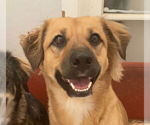 Labrador Retriever-Unknown Mix Dogs for adoption in Oakland Park, FL, USA