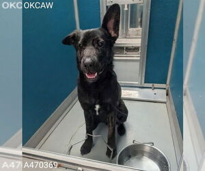 German Shepherd Dog-Unknown Mix Dogs for adoption in Oklahoma City, OK, USA
