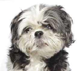 Shih Tzu Dogs for adoption in Oakland Park, FL, USA