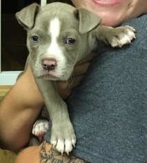American Staffordshire Terrier Dogs for adoption in Mooresville, IN, USA