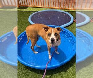 American Pit Bull Terrier-Unknown Mix Dogs for adoption in Las Vegas, NV, USA
