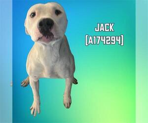 American Pit Bull Terrier Dogs for adoption in Tulsa, OK, USA