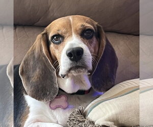Beagle Dogs for adoption in Tampa, FL, USA