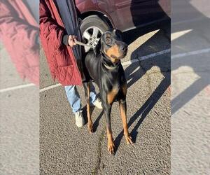 Doberman Pinscher Dogs for adoption in Stockton, CA, USA