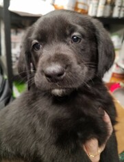 Sheprador Dogs for adoption in Fargo, ND, USA