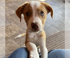 Australian Shepherd-Unknown Mix Dogs for adoption in Fishers, IN, USA
