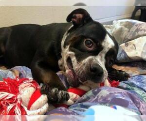 Bulldog-Staffordshire Bull Terrier Mix Dogs for adoption in Staten Island, NY, USA