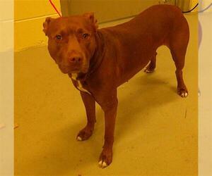 Mutt Dogs for adoption in Sanford, FL, USA
