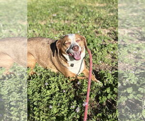 Dachshund-Unknown Mix Dogs for adoption in Chico, CA, USA