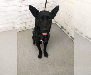 German Shepherd Dog Dogs for adoption in San Bernardino, CA, USA