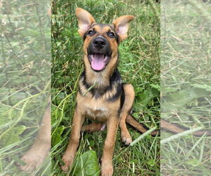 German Shepherd Dog-Unknown Mix Dogs for adoption in Cuba, NY, USA