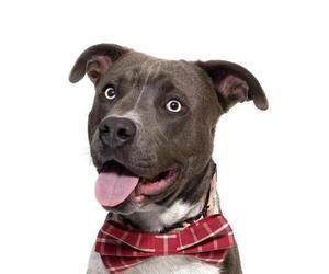 American Pit Bull Terrier Dogs for adoption in Santa Maria, CA, USA