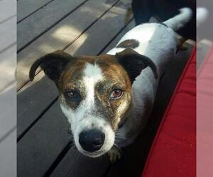 Jack Russell Terrier-Unknown Mix Dogs for adoption in Staten Island, NY, USA