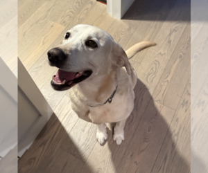 Labrador Retriever-Unknown Mix Dogs for adoption in Brooklyn, NY, USA