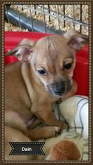 Chiweenie Dogs for adoption in Granbury, TX, USA