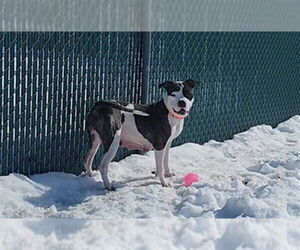 Mutt Dogs for adoption in Springfield, MA, USA