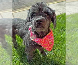 Cocker Spaniel-Unknown Mix Dogs for adoption in Arlington, VA, USA