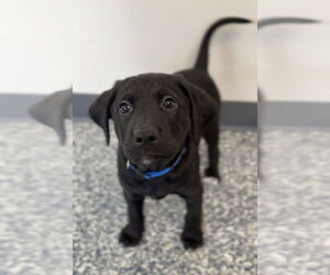 Aussiedor Dogs for adoption in Bemidji, MN, USA