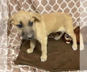 German Shepherd Dog-Unknown Mix Dogs for adoption in Modesto, CA, USA