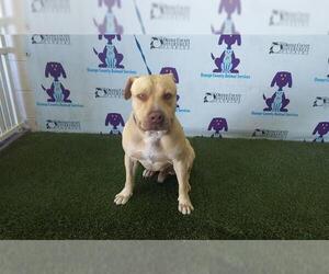 American Pit Bull Terrier Dogs for adoption in Orlando, FL, USA