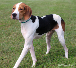 Treeing Walker Coonhound Dogs for adoption in Bedford, VA, USA