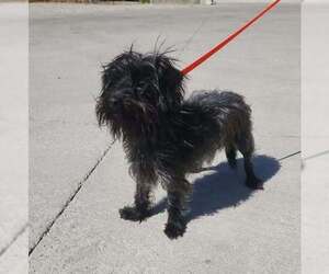 Affenpinscher-Unknown Mix Dogs for adoption in Evansville, IN, USA