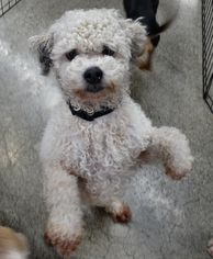 Bichon Frise-Unknown Mix Dogs for adoption in Tacoma, WA, USA