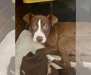 American Pit Bull Terrier-Unknown Mix Dogs for adoption in Brewster, NY, USA