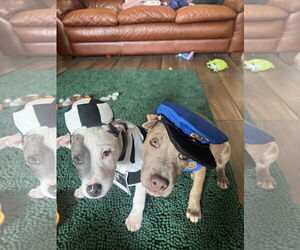 Blue Lacy-Labrador Retriever Mix Dogs for adoption in The Woodlands, TX, USA