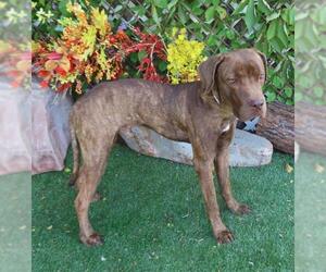 American Pit Bull Terrier-Labrador Retriever Mix Dogs for adoption in Oklahoma City, OK, USA