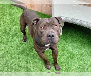 Mutt Dogs for adoption in Moreno Valley, CA, USA