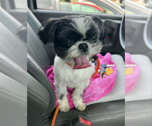 Medium Photo #1 Shih Tzu Puppy For Sale in Fairfax, VA, USA